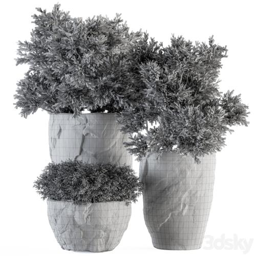 Outdoor Plants tree in Rock Pot - Set 136