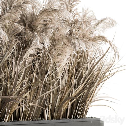 indoor Plant Set 131 - Dried Plant box