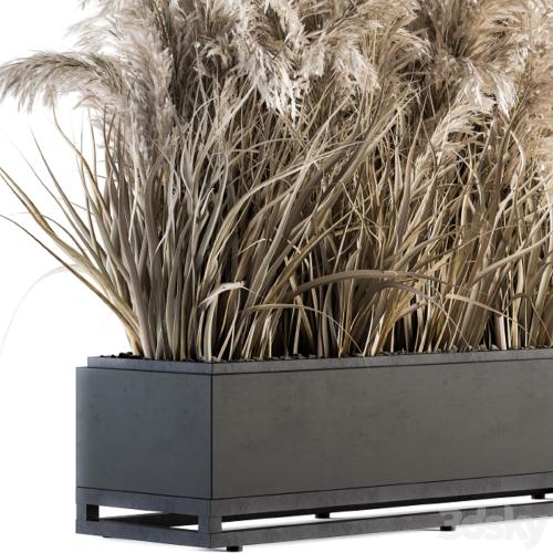 indoor Plant Set 131 - Dried Plant box