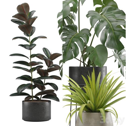 Indoor Plants Pack 15