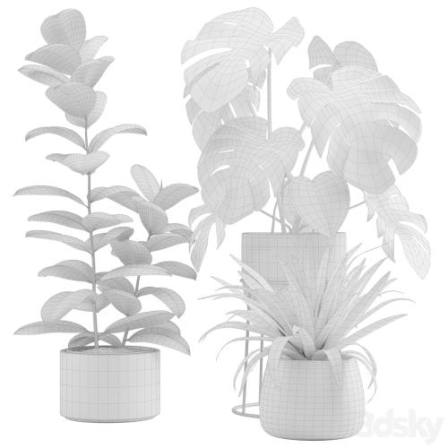 Indoor Plants Pack 15