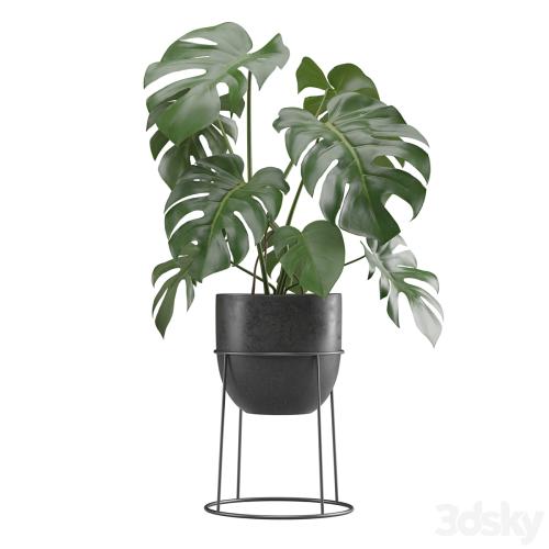 Indoor Plants Pack 15