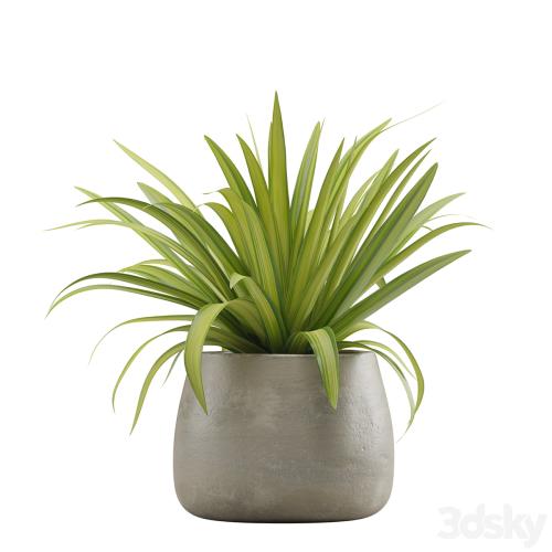 Indoor Plants Pack 15