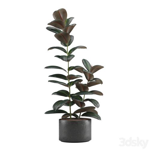 Indoor Plants Pack 15