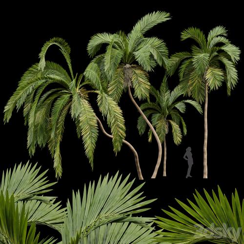 Queen Palm 4 Trees Syagrus Romanzoffiana