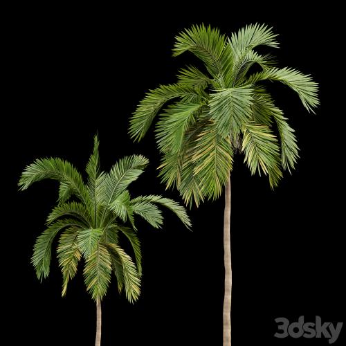 Queen Palm 4 Trees Syagrus Romanzoffiana