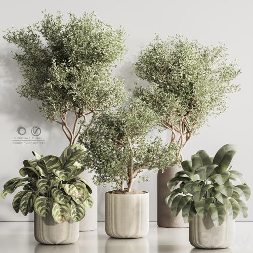 Indoor Plant Set 121