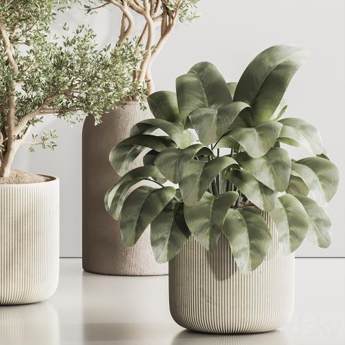 Indoor Plant Set 121