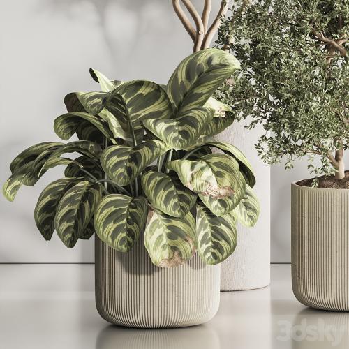 Indoor Plant Set 121