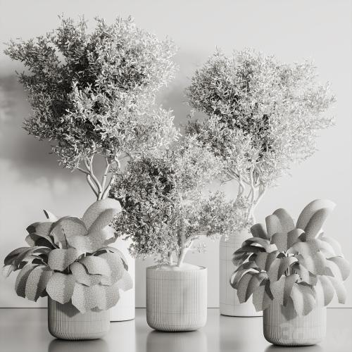 Indoor Plant Set 121