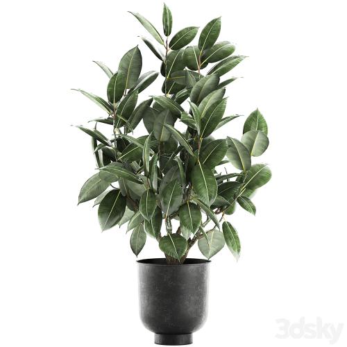 Decorative lush small tree with leaves in a black pot Ficus rubberiferous, robusta, elastic . 852.