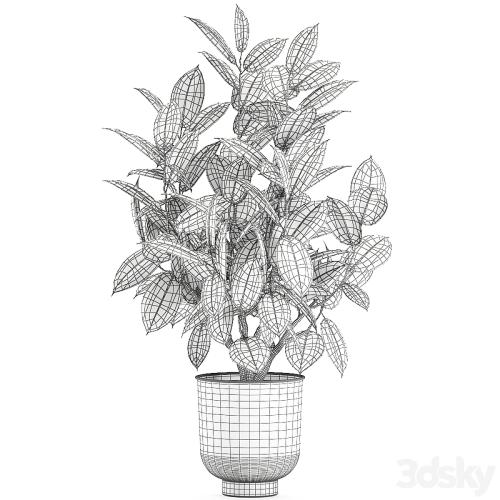 Decorative lush small tree with leaves in a black pot Ficus rubberiferous, robusta, elastic . 852.