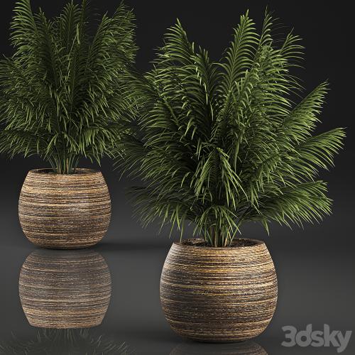 Beautiful decorative small lush bush palm tree in a basket. 827.