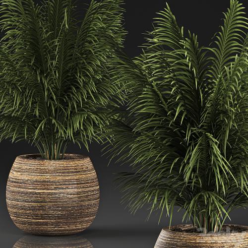 Beautiful decorative small lush bush palm tree in a basket. 827.