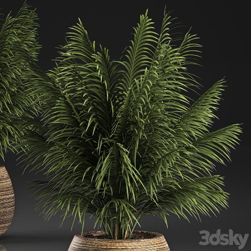 Beautiful decorative small lush bush palm tree in a basket. 827.