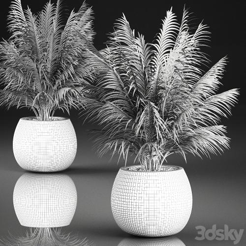 Beautiful decorative small lush bush palm tree in a basket. 827.