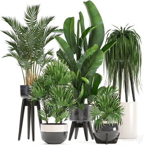 Collection of plants. Indoor plants, rapis, palm tree, banana, pot, strelitzia, indoor plants