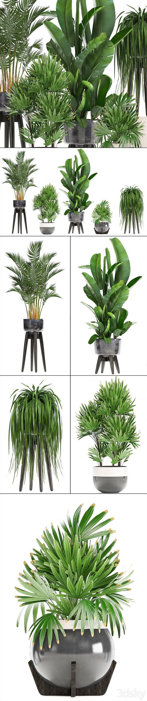 Collection of plants. Indoor plants, rapis, palm tree, banana, pot, strelitzia, indoor plants