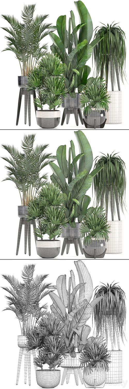 Collection of plants. Indoor plants, rapis, palm tree, banana, pot, strelitzia, indoor plants