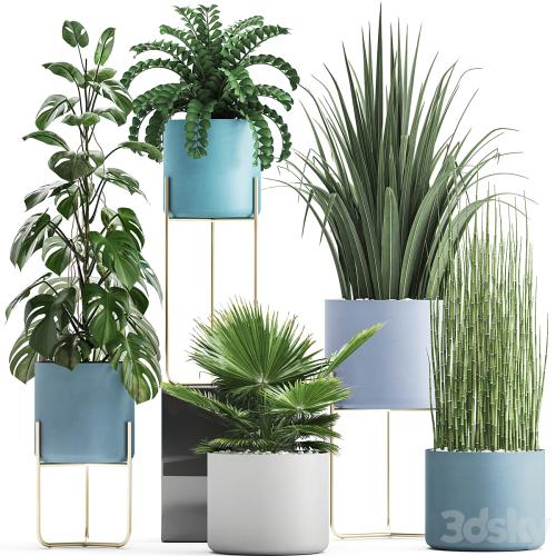 Plant collection 281. Monstera, brachea, palm tree, horsetail, indoor plants, pot, Scandinavian style, bushes, exotic, indoor