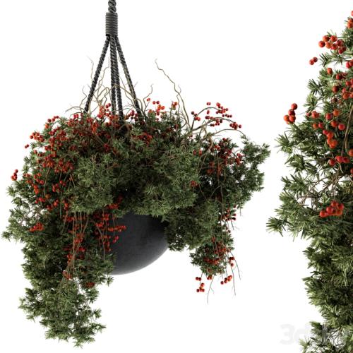 Hanging Pot plant - Set 102