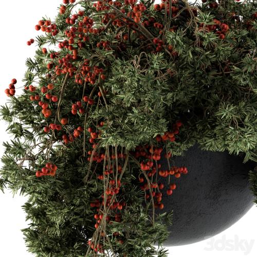 Hanging Pot plant - Set 102