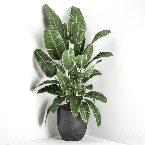 Lush beautiful banana corner palm in a black pot with strelitzia, ravenala. Set 685.