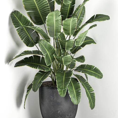 Lush beautiful banana corner palm in a black pot with strelitzia, ravenala. Set 685.