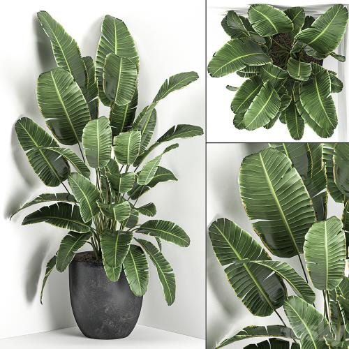 Lush beautiful banana corner palm in a black pot with strelitzia, ravenala. Set 685.