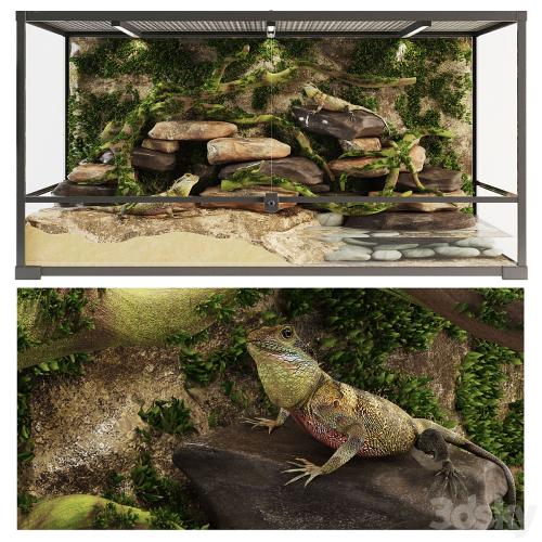 Terrarium Agama