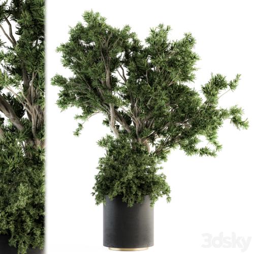 Outdoor Plants tree in Concrete Pot - Set 130