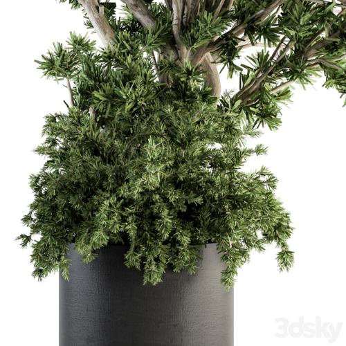 Outdoor Plants tree in Concrete Pot - Set 130