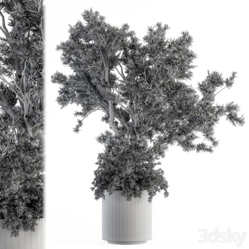 Outdoor Plants tree in Concrete Pot - Set 130