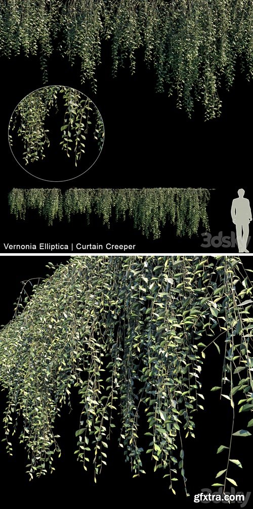 Vernonia Elliptica | Curtain creeper | 10 module