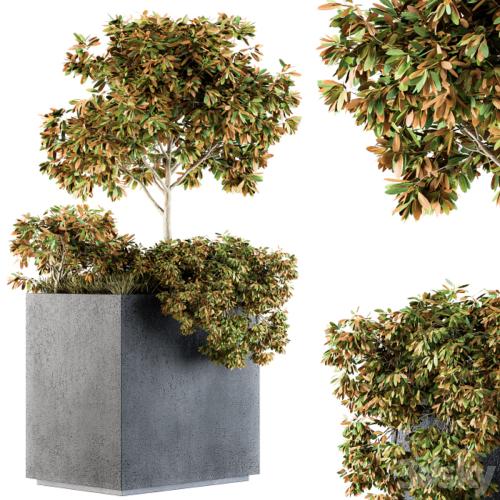 Outdoor Plants in Concrete Plant Box - Set 98