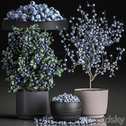 A collection of bouquets of branches with blueberries in black vases with blueberries, a bowl with berries, a blueberry bush. Set 548.