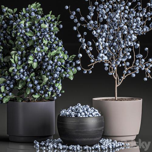 A collection of bouquets of branches with blueberries in black vases with blueberries, a bowl with berries, a blueberry bush. Set 548.