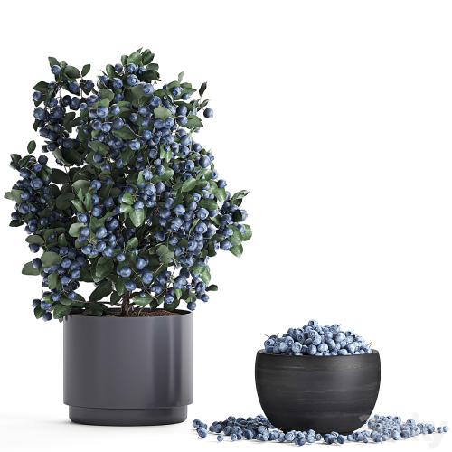 A collection of bouquets of branches with blueberries in black vases with blueberries, a bowl with berries, a blueberry bush. Set 548.