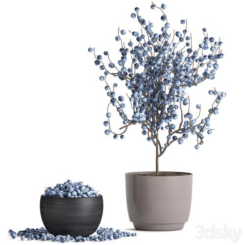 A collection of bouquets of branches with blueberries in black vases with blueberries, a bowl with berries, a blueberry bush. Set 548.