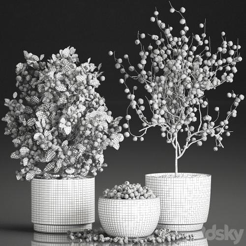 A collection of bouquets of branches with blueberries in black vases with blueberries, a bowl with berries, a blueberry bush. Set 548.