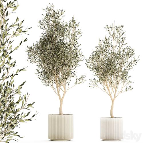 Beautiful small ornamental olive trees in a modern pot. Set of plants 1229