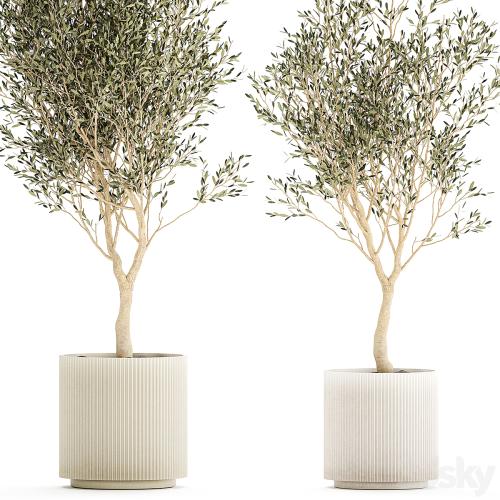 Beautiful small ornamental olive trees in a modern pot. Set of plants 1229