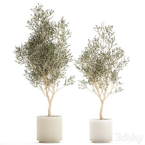 Beautiful small ornamental olive trees in a modern pot. Set of plants 1229