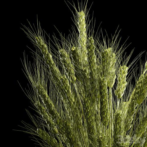 Bouquet of green flowers in a glass vase for decoration of wheat branches, spikelet. 265.