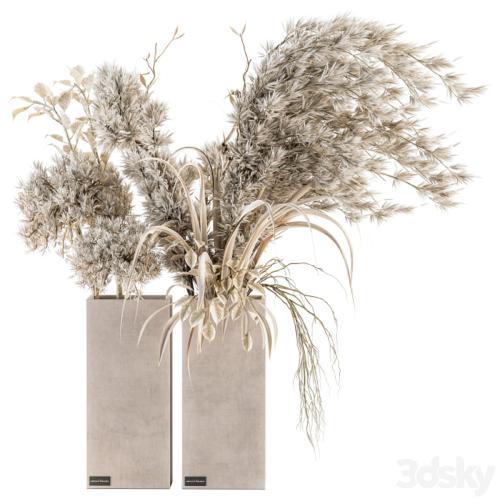 Dry plants 39 - Dried Plant Pampas