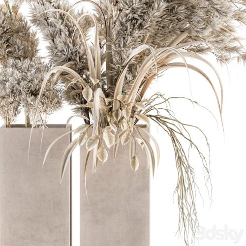 Dry plants 39 - Dried Plant Pampas