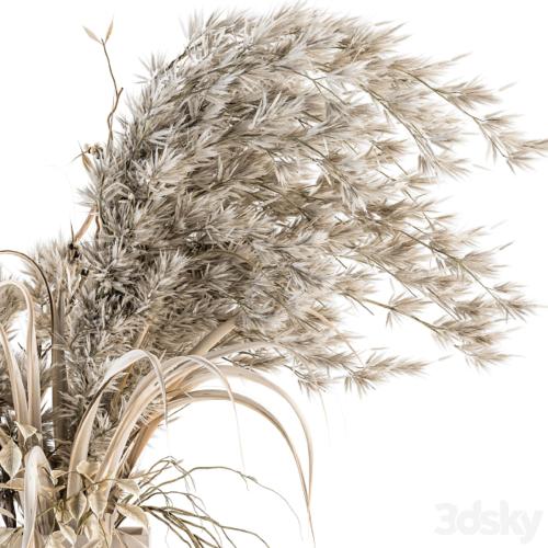 Dry plants 39 - Dried Plant Pampas