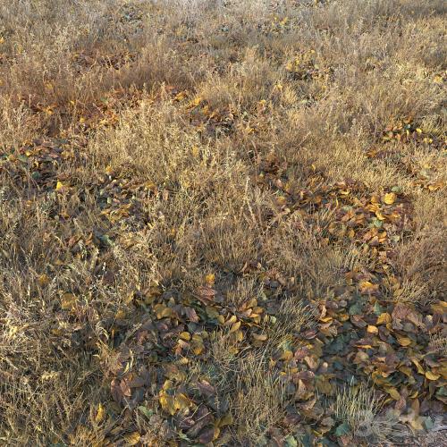 Dry autumn grass