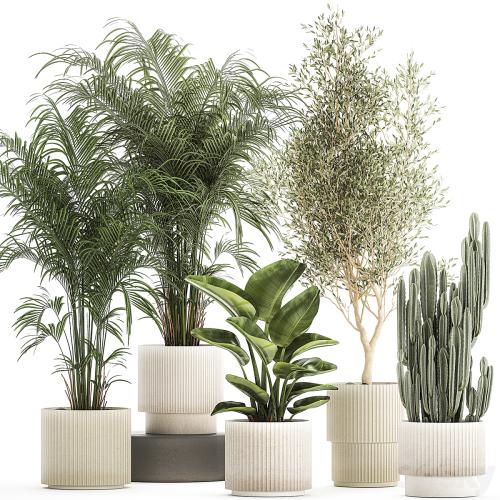 Collection of plants in modern white pots with small indoor lush palm trees Howea, olive tree, cactus, strelitzia. Set 1368.