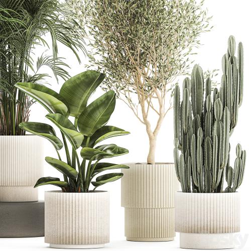 Collection of plants in modern white pots with small indoor lush palm trees Howea, olive tree, cactus, strelitzia. Set 1368.